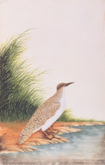 Tern, from Drawings of Birds from Malacca by Chinese School